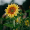 sara_hutton